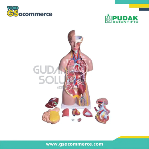 Torso Model With Head